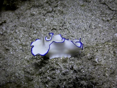 Glossodoris kahlbrocki - Al-Qusayr, EG-BA, EG