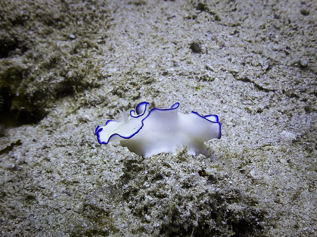 Glossodoris kahlbrocki - Al-Qusayr, EG-BA, EG