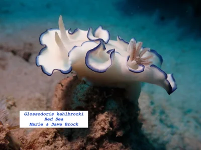 Glossodoris kahlbrocki - Hurghada, Red Sea Governorate, Egypt
