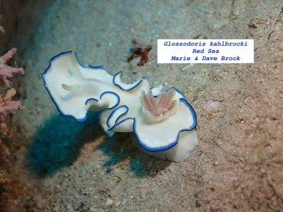 Glossodoris kahlbrocki - Hurghada, Red Sea Governorate, Egypt