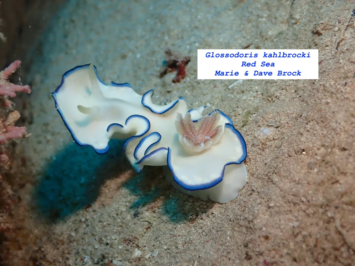 Glossodoris kahlbrocki - Hurghada, Red Sea Governorate, Egypt