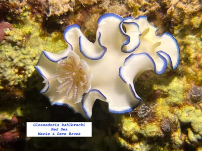 Glossodoris kahlbrocki - Hurghada, Red Sea Governorate, Egypt