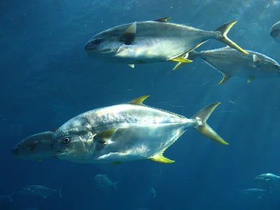 Eastern little tuna (South Africa)