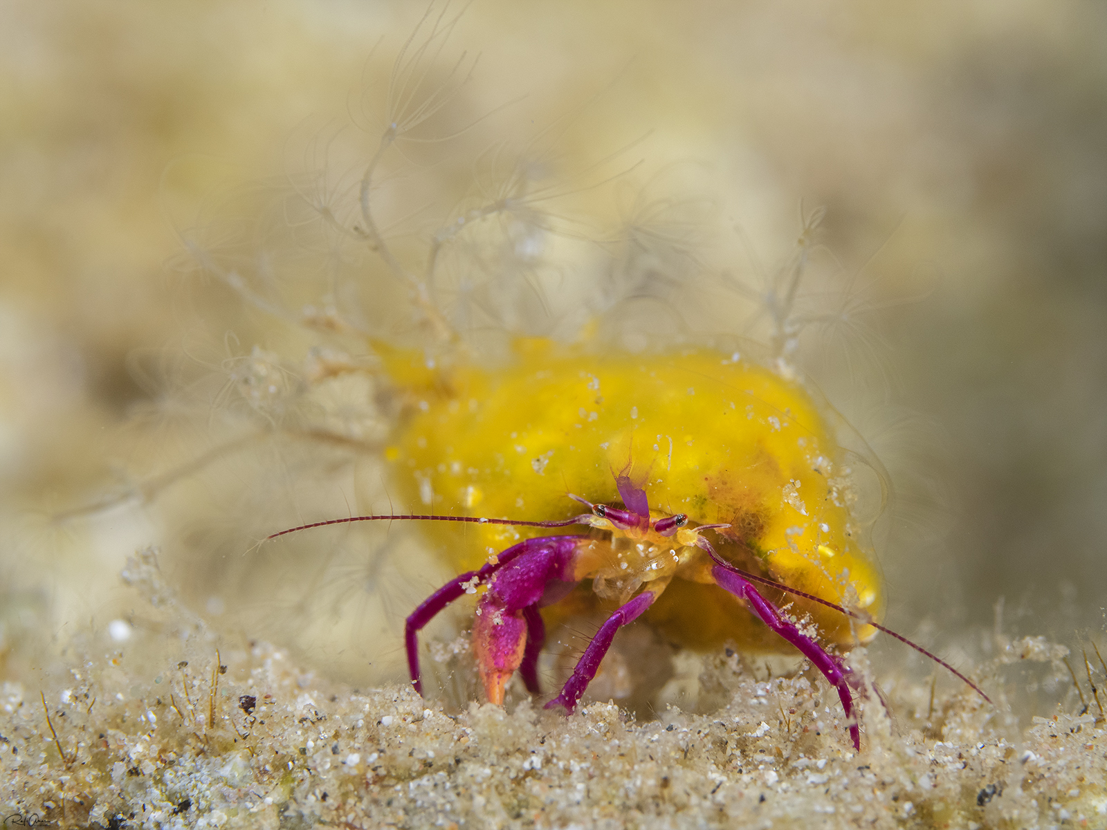 Keiji's Hermit Crab
