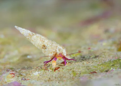 Keiji's Hermit Crab