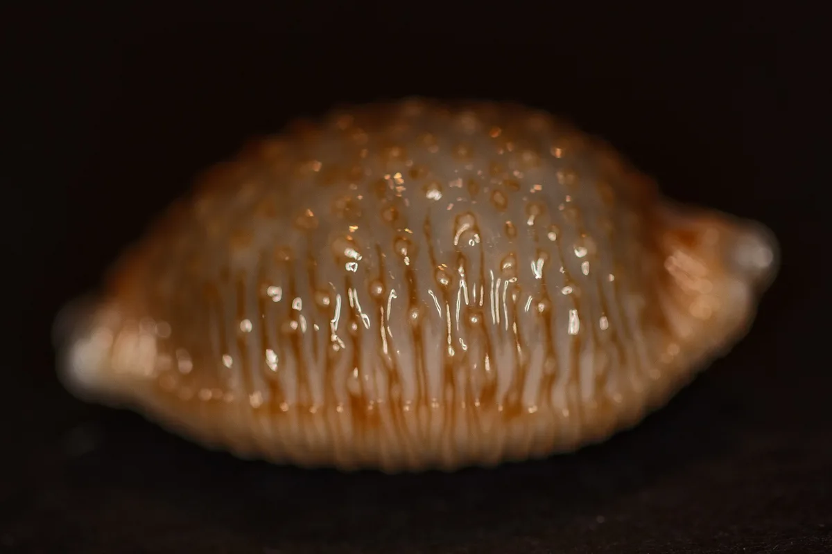 Nucleolaria nucleus, (Linnaeous 1758), 111023