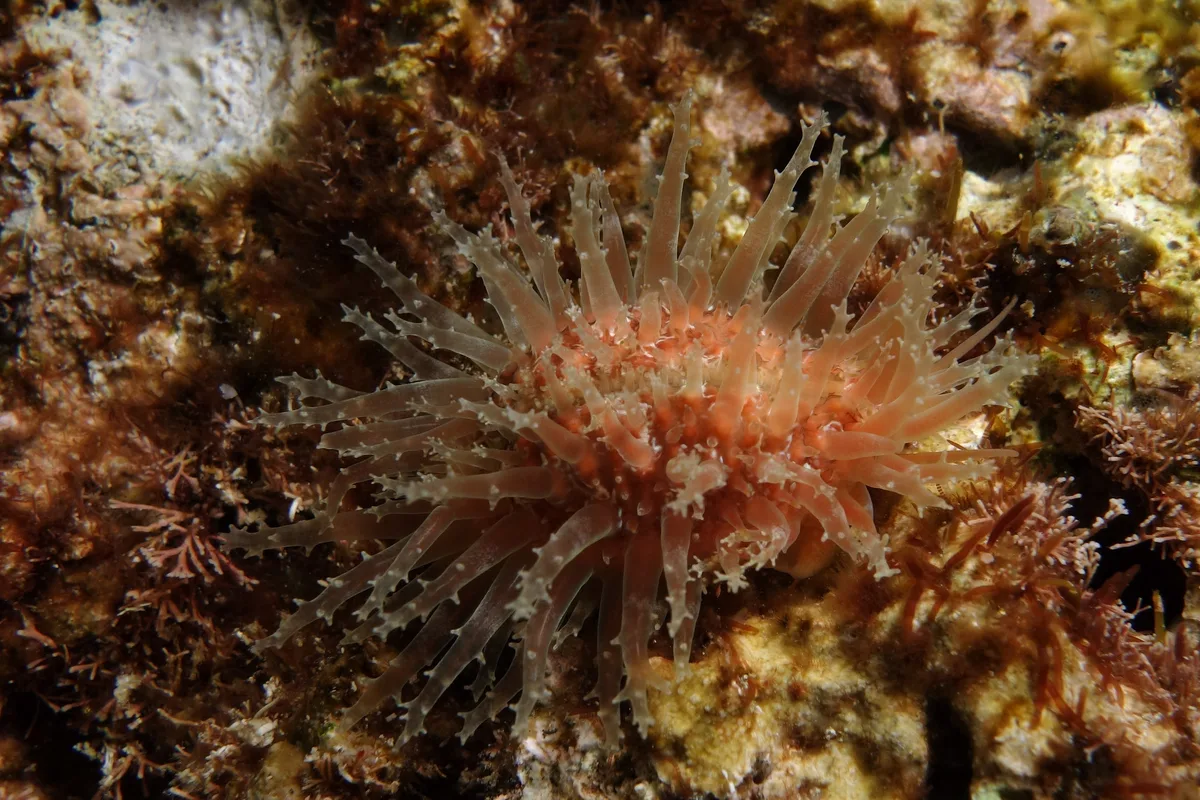 Kernel Cowry, Nucleolaria nucleus (Linnaeus, 1758)