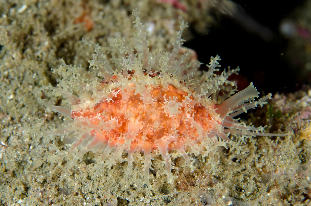 Nucleolaria nucleus - Tanjung Tebal, Bitung City, North Sulawesi, Indonesia