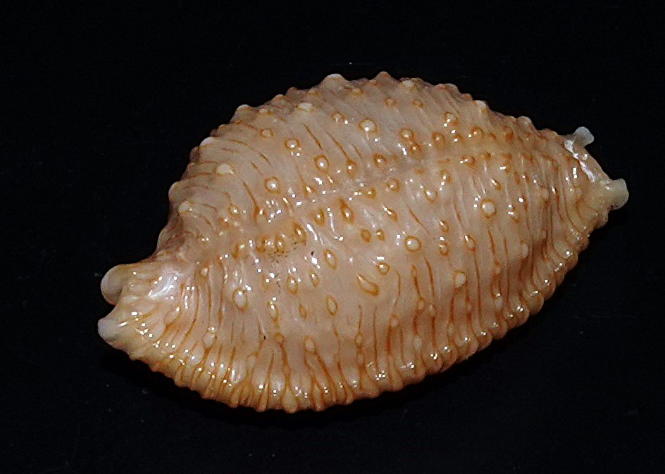 Nucleolaria nucleus - Bundegi, Exmouth, WA, Australia