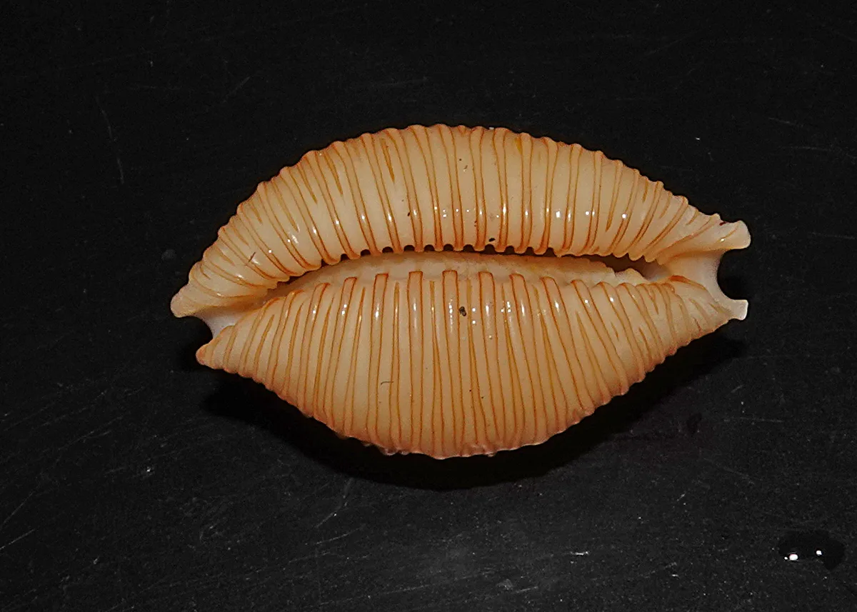 Nucleolaria nucleus - Bundegi, Exmouth, WA, Australia