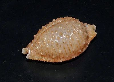 Nucleolaria nucleus - Bundegi, Exmouth, WA, Australia