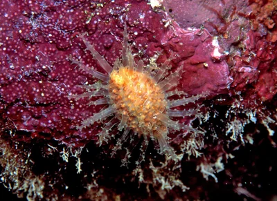 Nucleolaria nucleus - Kwajalein Atoll, RMI