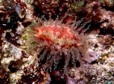 Nucleolaria nucleus - Kwajalein Atoll, RMI