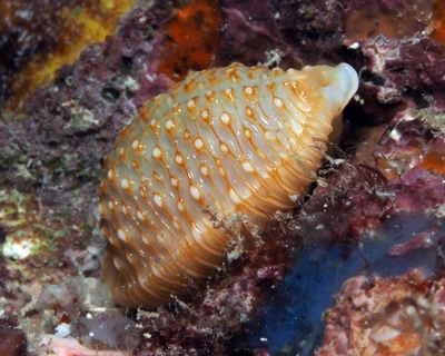 Nucleolaria nucleus - Kwajalein Atoll, RMI