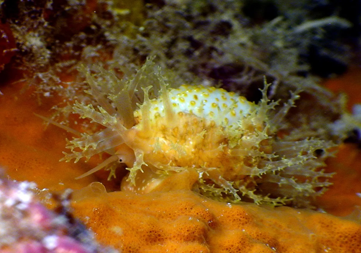 Nucleolaria nucleus - Kwajalein Atoll, RMI