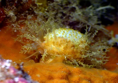 Nucleolaria nucleus - Kwajalein Atoll, RMI