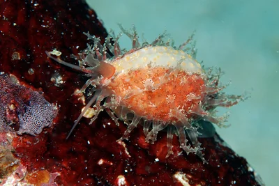 Nucleolaria nucleus - Kwajalein Atoll, RMI