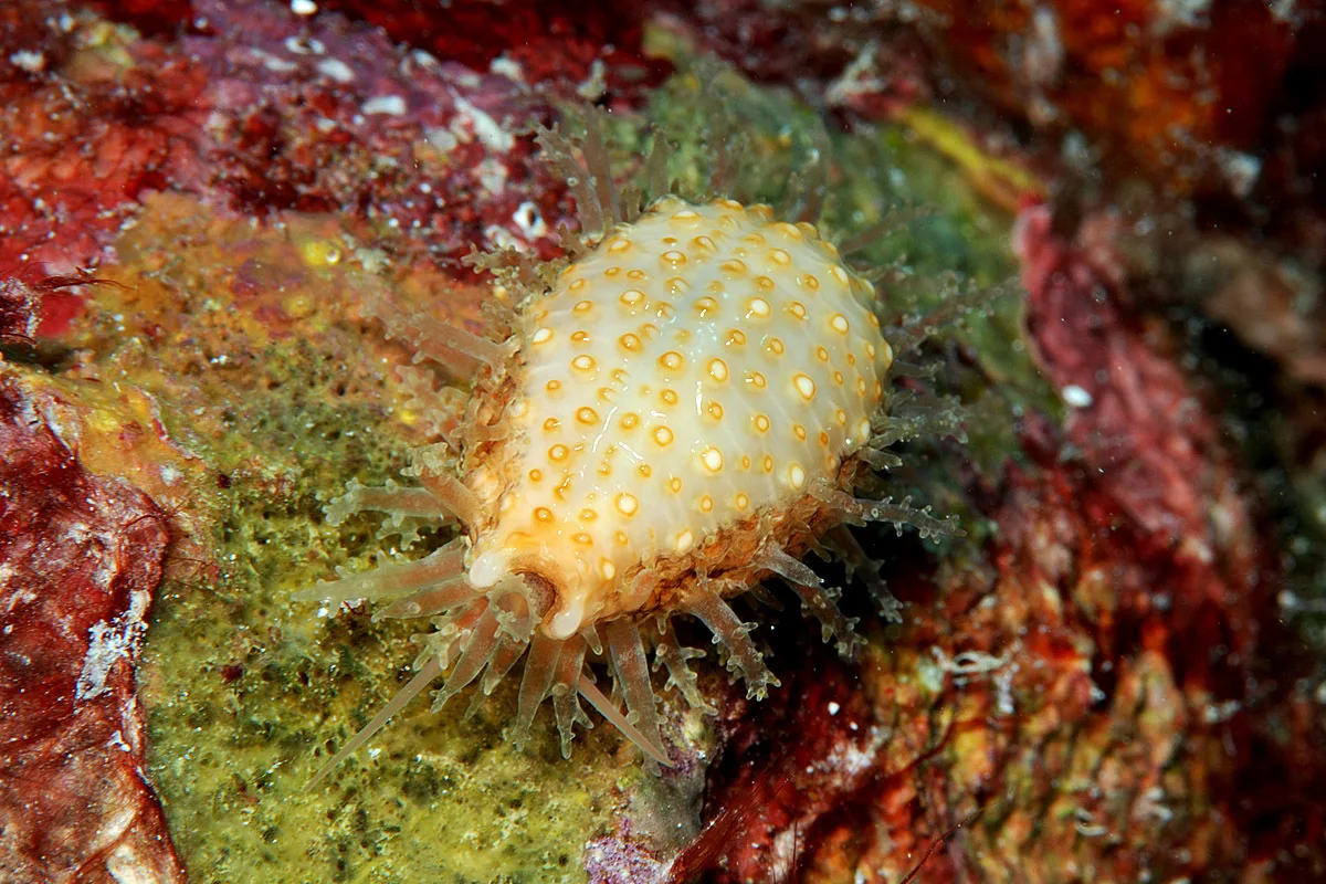 Nucleolaria nucleus - Kwajalein Atoll, RMI