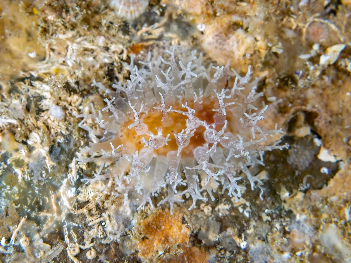 Nucleolaria nucleus - South Solitary Island, New South Wales, Australia