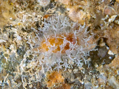 Nucleolaria nucleus - South Solitary Island, New South Wales, Australia