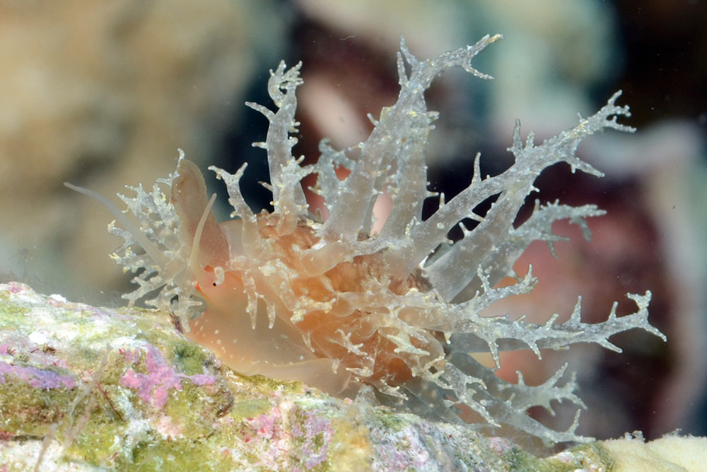 Nucleolaria nucleus - Kwajalein Atoll, RMI