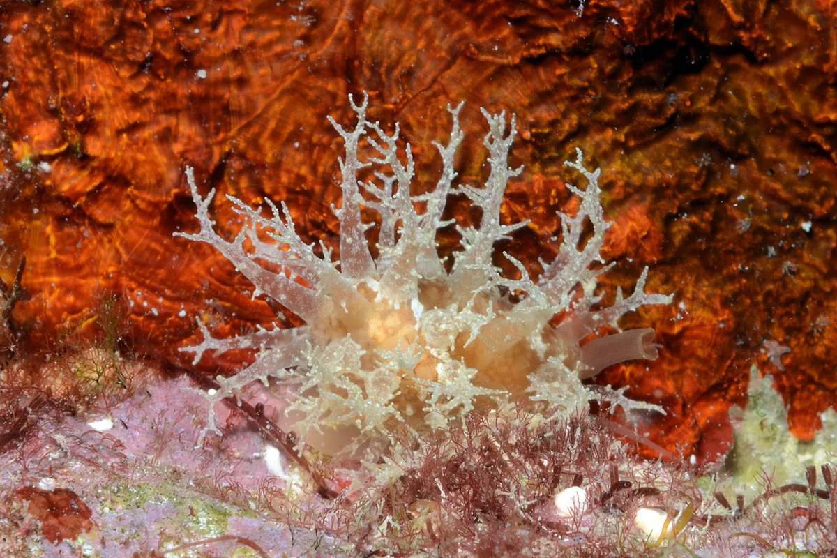Nucleolaria nucleus - Kwajalein Atoll, RMI