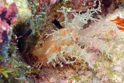 Nucleolaria nucleus - Kwajalein Atoll, RMI