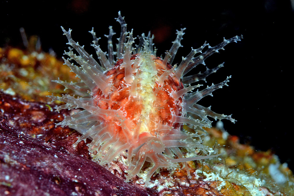 Nucleolaria nucleus - Kwajalein Atoll, RMI