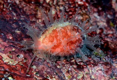 Nucleolaria nucleus - Kwajalein Atoll, RMI
