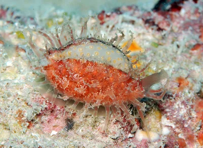 Nucleolaria nucleus - Kwajalein Atoll, RMI