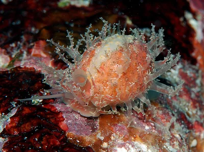 Nucleolaria nucleus - Kwajalein Atoll, RMI