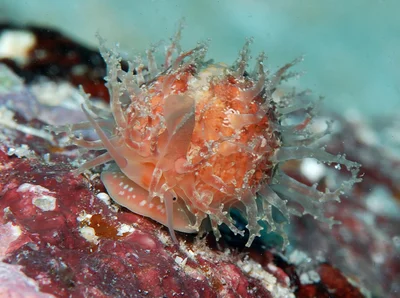 Nucleolaria nucleus - Kwajalein Atoll, RMI