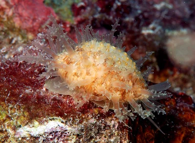 Nucleolaria nucleus - Kwajalein Atoll, RMI