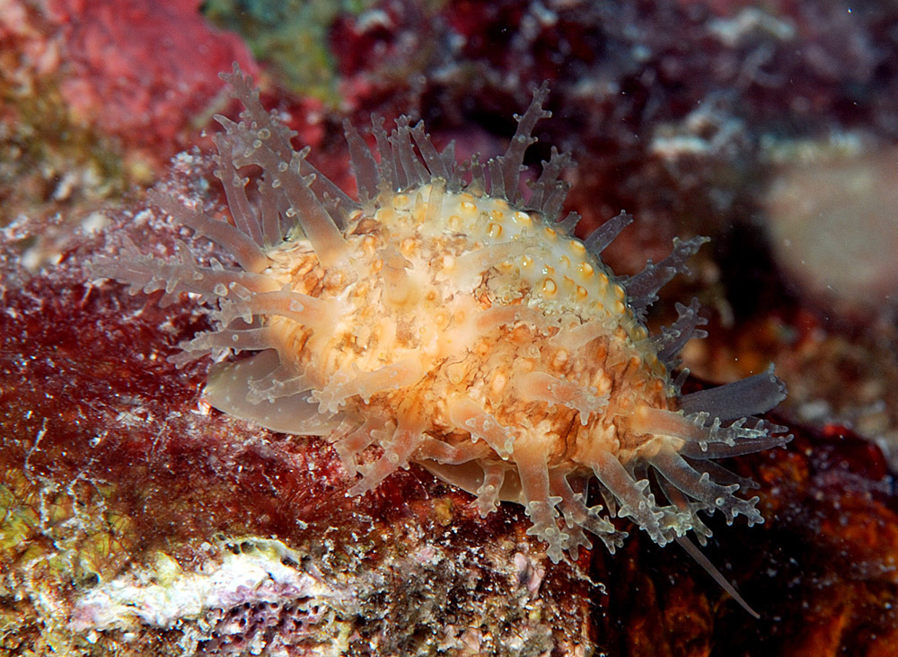 Nucleolaria nucleus - Kwajalein Atoll, RMI