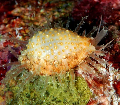 Nucleolaria nucleus - Kwajalein Atoll, RMI