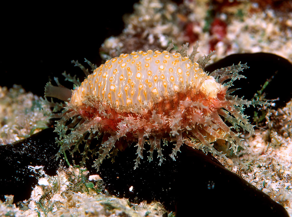 Nucleolaria nucleus - Kwajalein Atoll, RMI