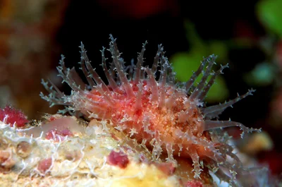 Nucleolaria nucleus - Kwajalein Atoll, RMI