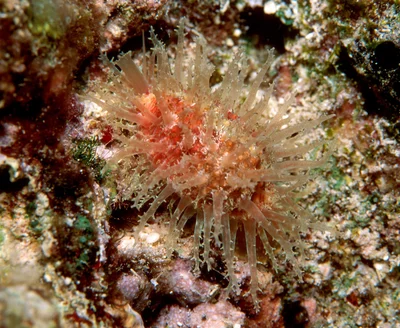 Nucleolaria nucleus - Kwajalein Atoll, RMI