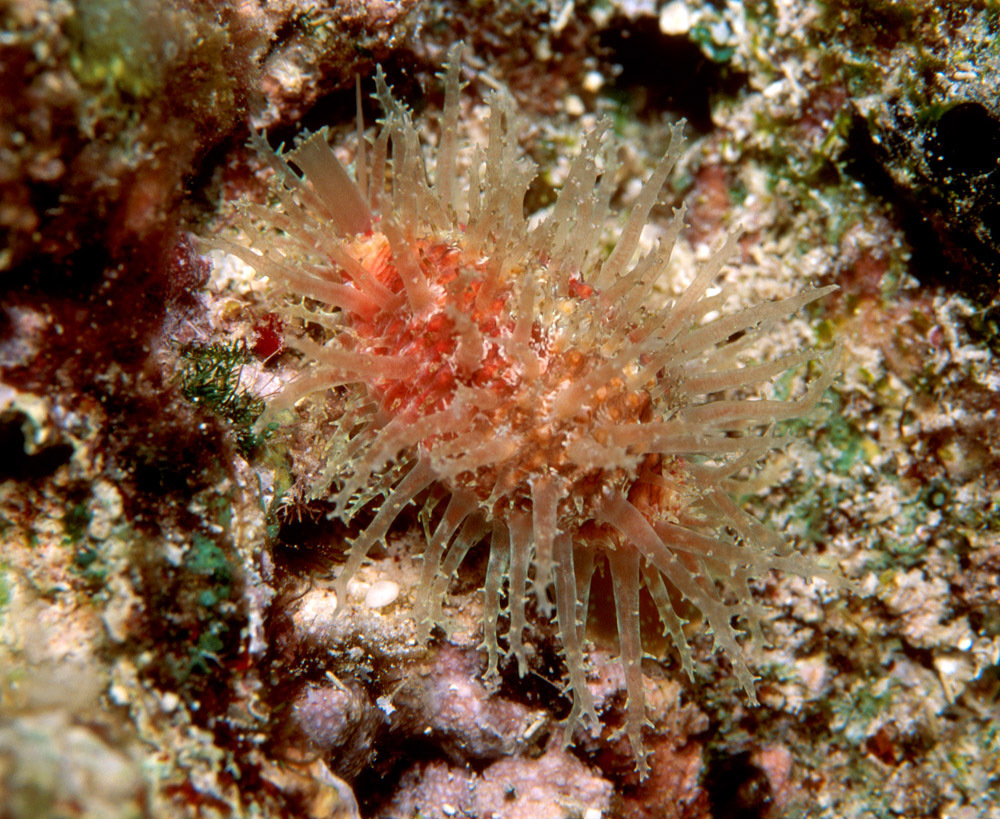 Nucleolaria nucleus - Kwajalein Atoll, RMI