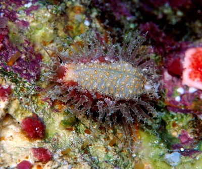 Nucleolaria nucleus - Kwajalein Atoll, RMI