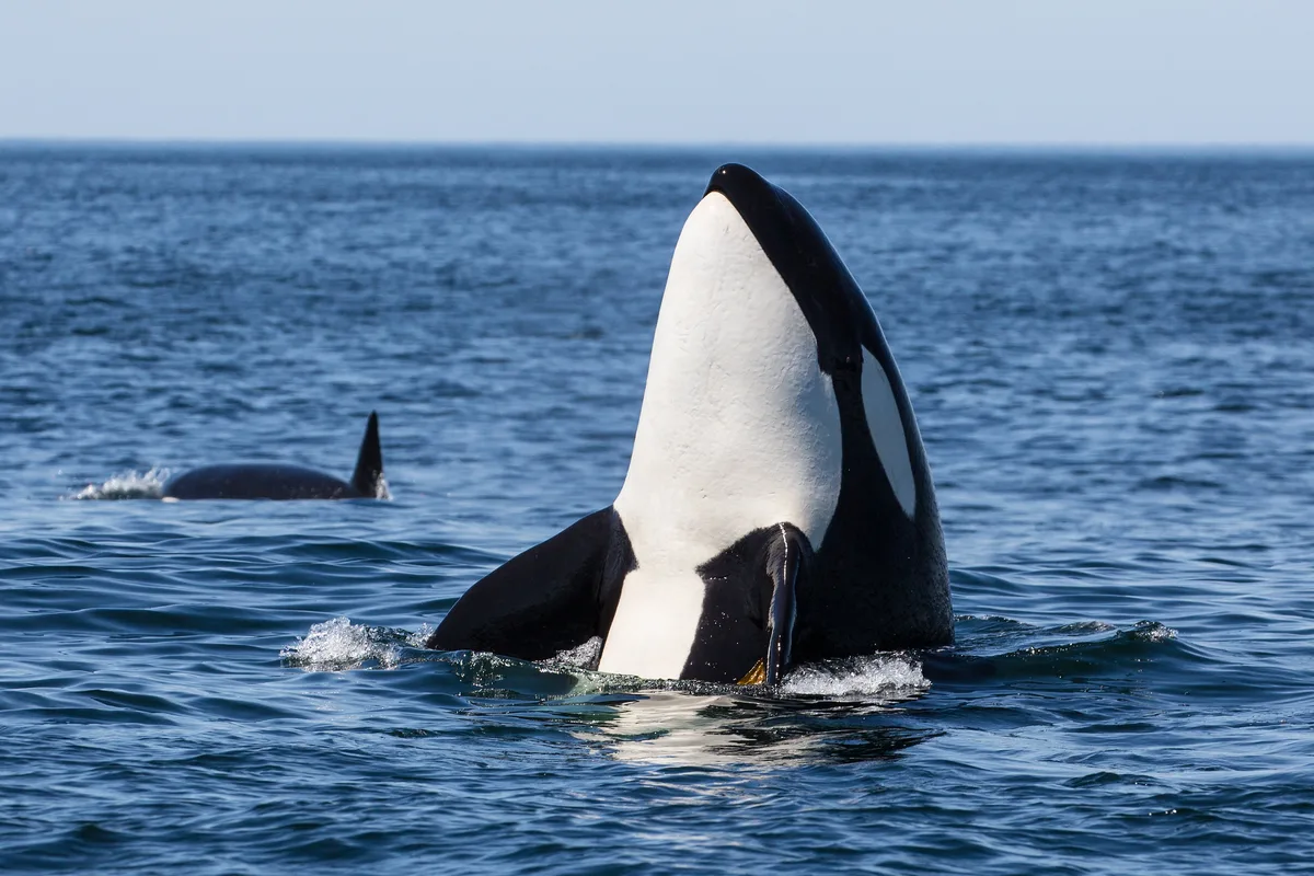 Killer Whale Spyhop
