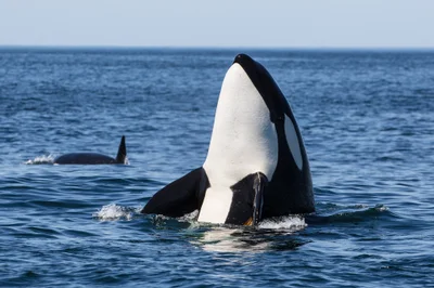 Killer Whale Spyhop
