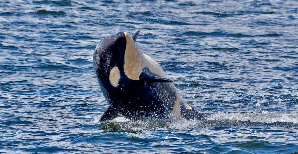 Juvenile Orca, or Killer Whale (Orcinus orca)