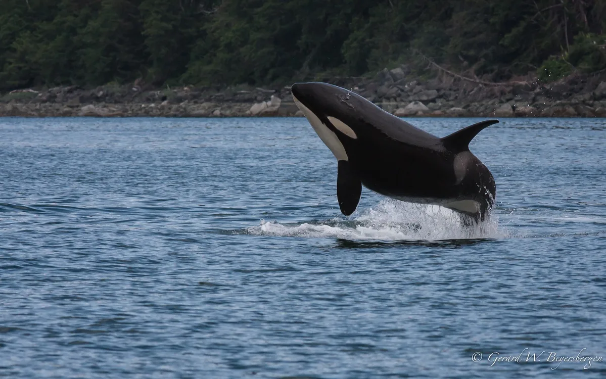 Killer Whale