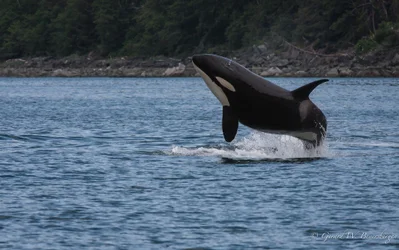 Killer Whale