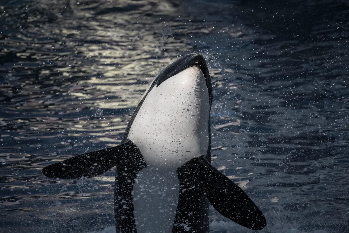 Breaching orca
