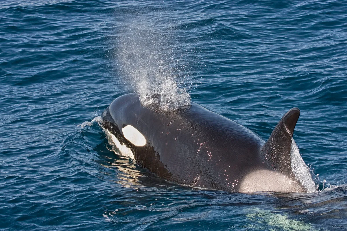 Killer Whale, Orcinus orca