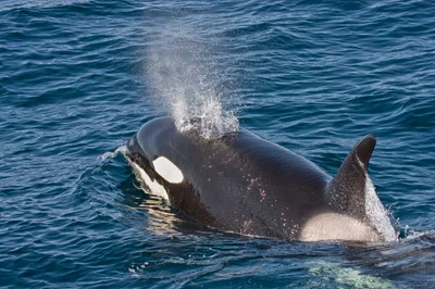 Killer Whale, Orcinus orca