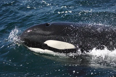Killer Whale Orcinus orca