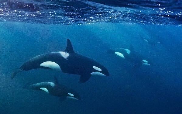 Killer Whale - Orcinus orca